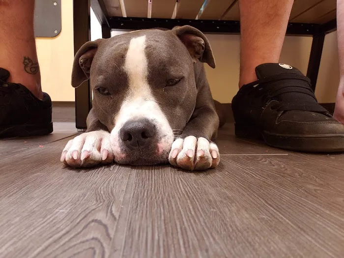 Banfield Pet Hospital Picture 6