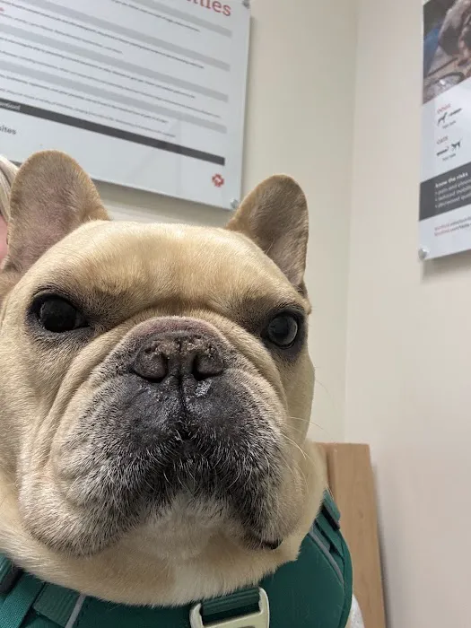 Banfield Pet Hospital Picture 8