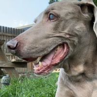 Homeward Bound Animal Hospital ico