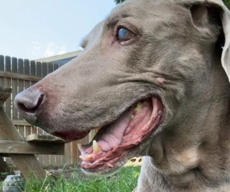 Homeward Bound Animal Hospital