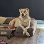 Pets R Us Commerce City