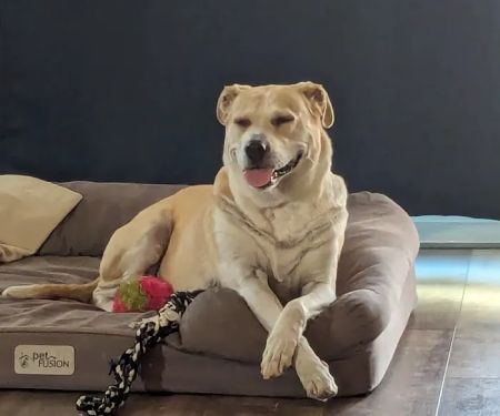 Pets R Us Commerce City