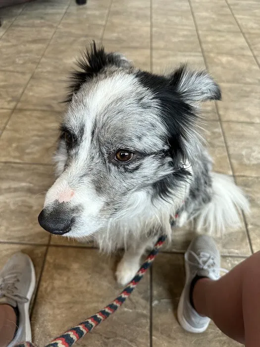 Seven Hills Veterinary Hospital Picture 8