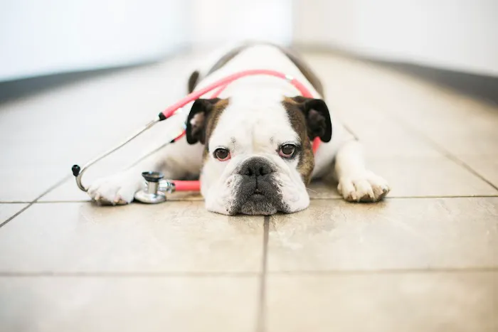 Seven Hills Veterinary Hospital Picture 7