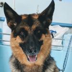 Golden Animal Hospital