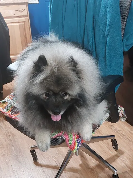 Golden Animal Hospital Picture 3