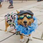 Green Mountain Animal Hospital