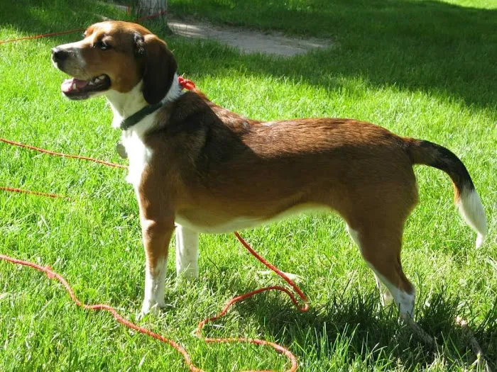 Green Mountain Animal Hospital Picture 10
