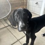 Pet Palace Vet Clinic