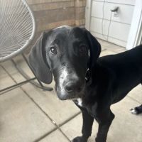 Pet Palace Vet Clinic ico
