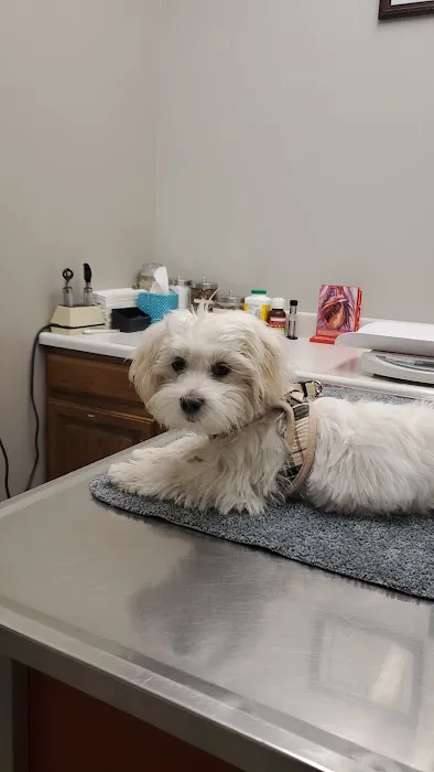 Mission Viejo Veterinary Hospital Picture 2