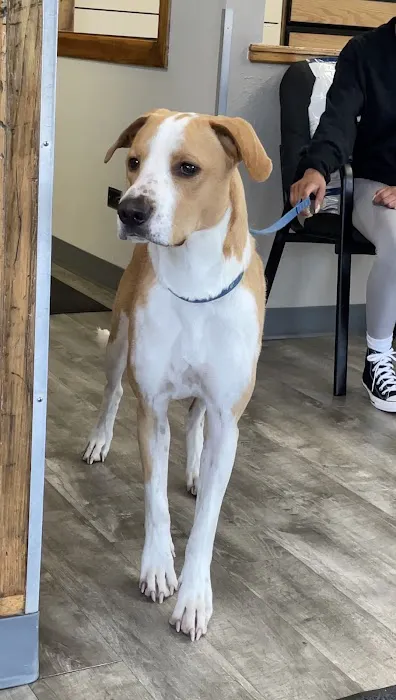 Mission Viejo Veterinary Hospital Picture 4
