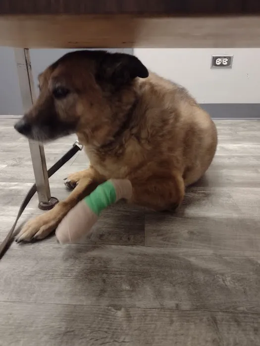 Mission Viejo Veterinary Hospital Picture 7