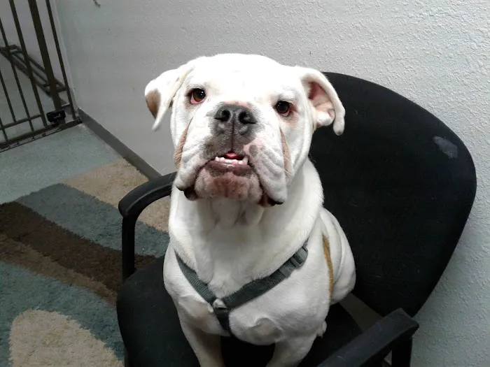 Animal Care Center of Aurora Picture 6