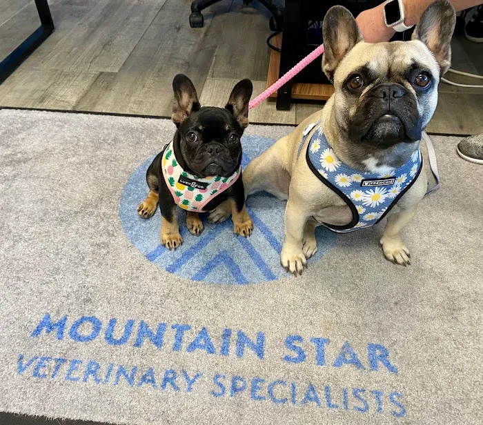 Mountain Star Veterinary Specialists Picture 1