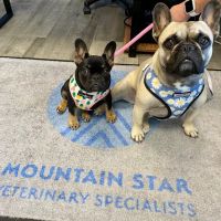 Mountain Star Veterinary Specialists ico