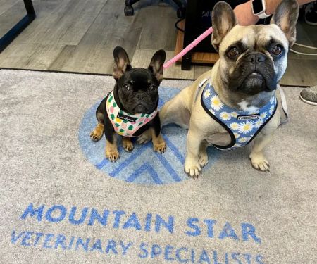 Mountain Star Veterinary Specialists