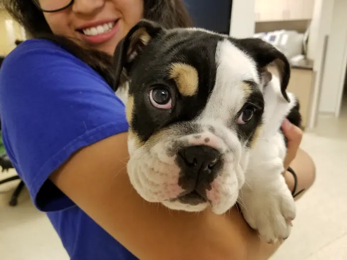 Centennial Vida Veterinary Care Picture 4