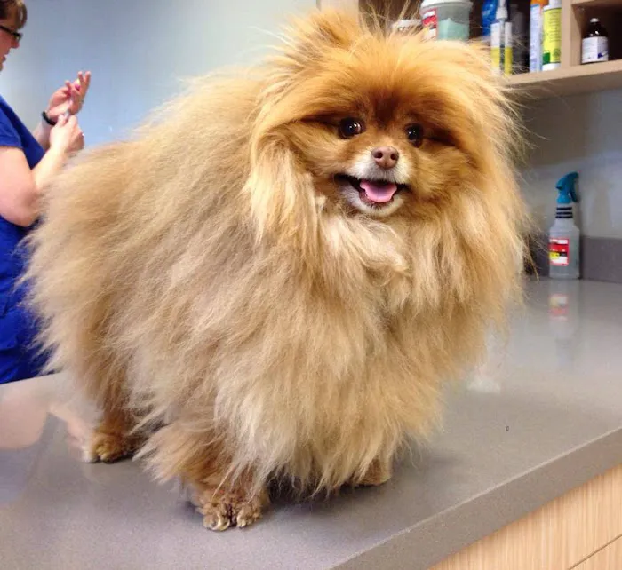 Centennial Vida Veterinary Care Picture 10