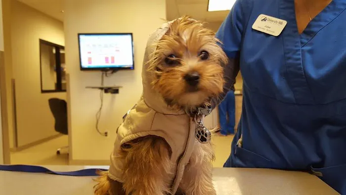 Centennial Vida Veterinary Care Picture 9