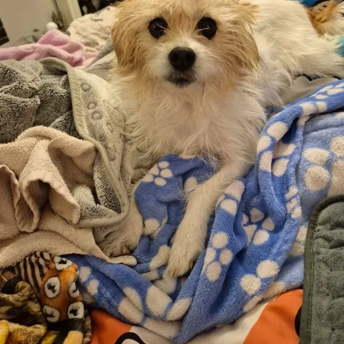 The Mobile Pawlyclinic Picture 4