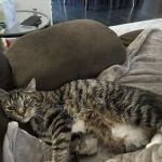 The Mobile Pawlyclinic