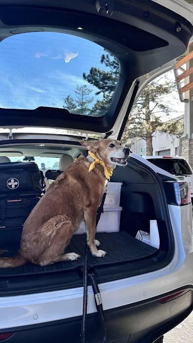 The Mobile Pawlyclinic Picture 6