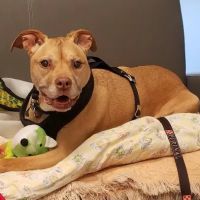 Critter Care Animal Hospital ico