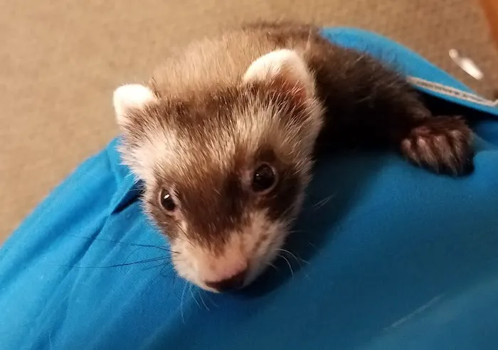 Critter Care Animal Hospital Picture 4