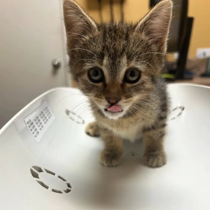 Companion Animal Veterinary Hospital Picture 3