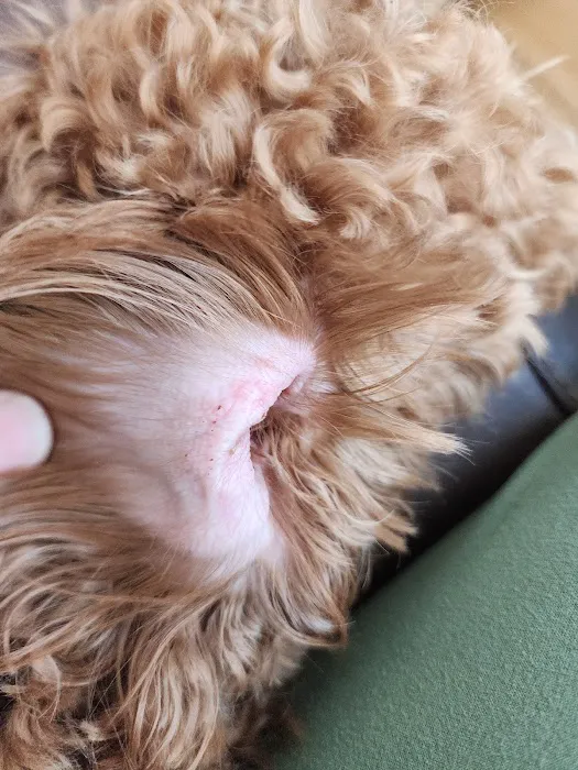 Companion Animal Veterinary Hospital Picture 9