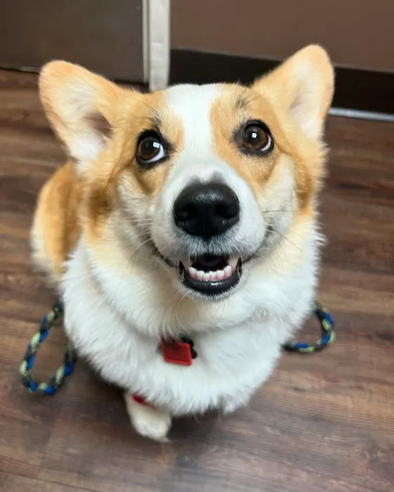 Companion Animal Veterinary Hospital Picture 10