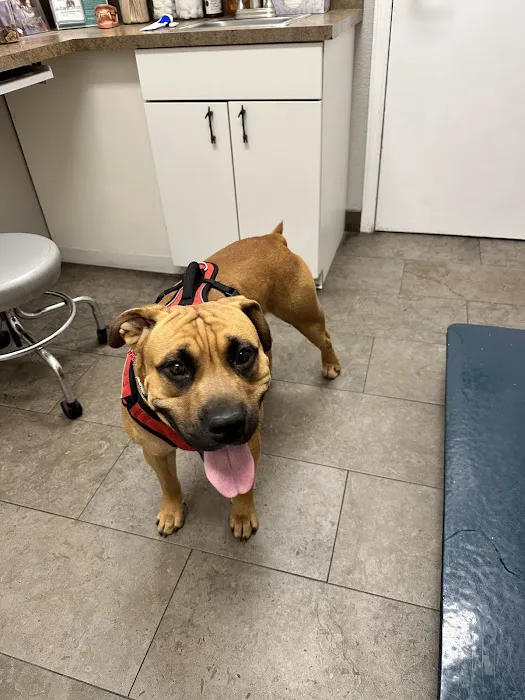 VCA Mountainview Animal Hospital & Pet Lodge Picture 5