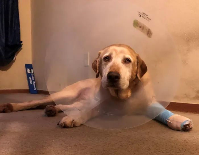 VCA Highlands Ranch Animal Specialty & Emergency Center Picture 2