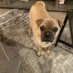 VCA Highlands Ranch Animal Specialty & Emergency Center