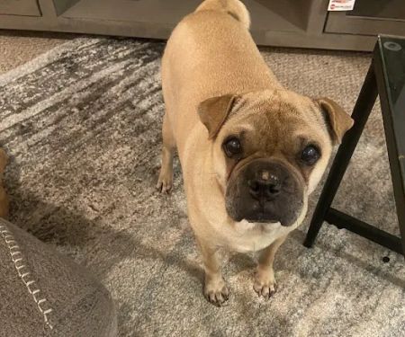 VCA Highlands Ranch Animal Specialty & Emergency Center