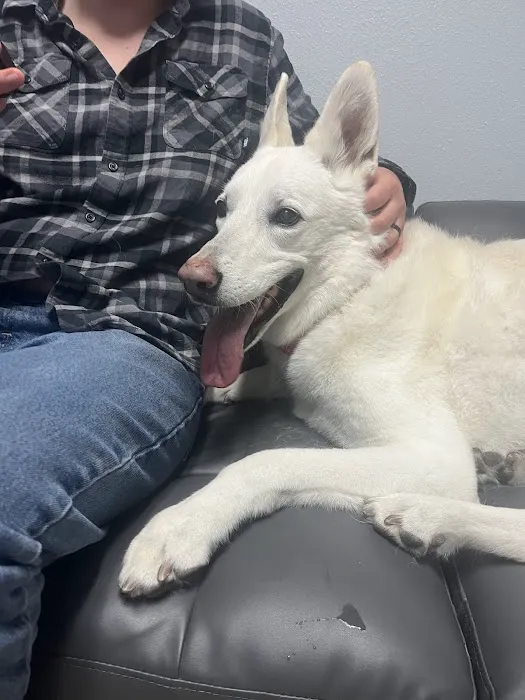 VCA Highlands Ranch Animal Specialty & Emergency Center Picture 4