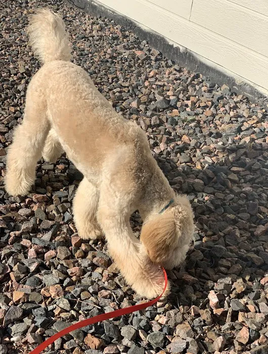 VCA Highlands Ranch Animal Specialty & Emergency Center Picture 5