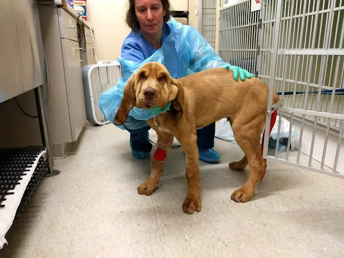 VCA Highlands Ranch Animal Specialty & Emergency Center Picture 8