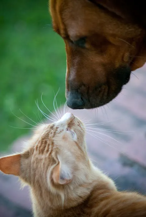 Quebec Highlands Animal Clinic Picture 1
