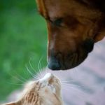 Quebec Highlands Animal Clinic