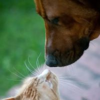 Quebec Highlands Animal Clinic ico