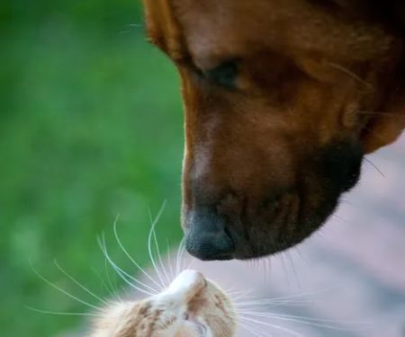 Quebec Highlands Animal Clinic