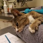 El Sobrante Veterinary Hospital