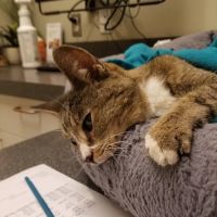 El Sobrante Veterinary Hospital ico