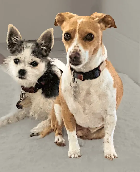 El Sobrante Veterinary Hospital Picture 2