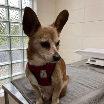 El Sobrante Veterinary Hospital Picture 7