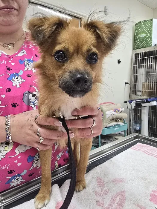 El Sobrante Veterinary Hospital Picture 6