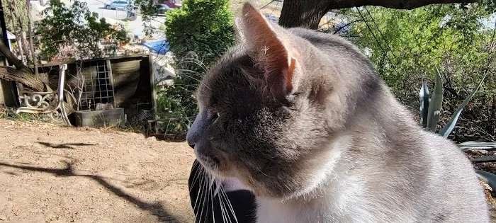 Animal Fix Clinic (formerly Fix Our Ferals) Picture 7
