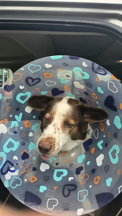 Bluegrass Veterinary Vision Picture 1